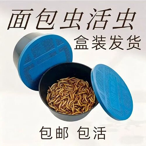 鲜活面包虫八哥仓鼠鹦鹉守宫饲料