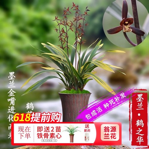 花之鹤价格 花之鹤图片 星期三