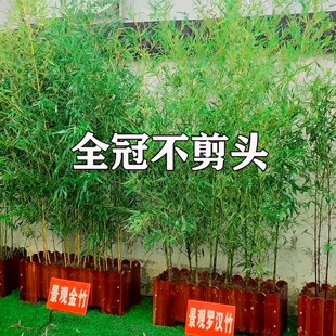 全冠不剪头景观竹四季竹子苗金竹绿竹紫竹苗罗汉竹子盆栽庭院耐寒