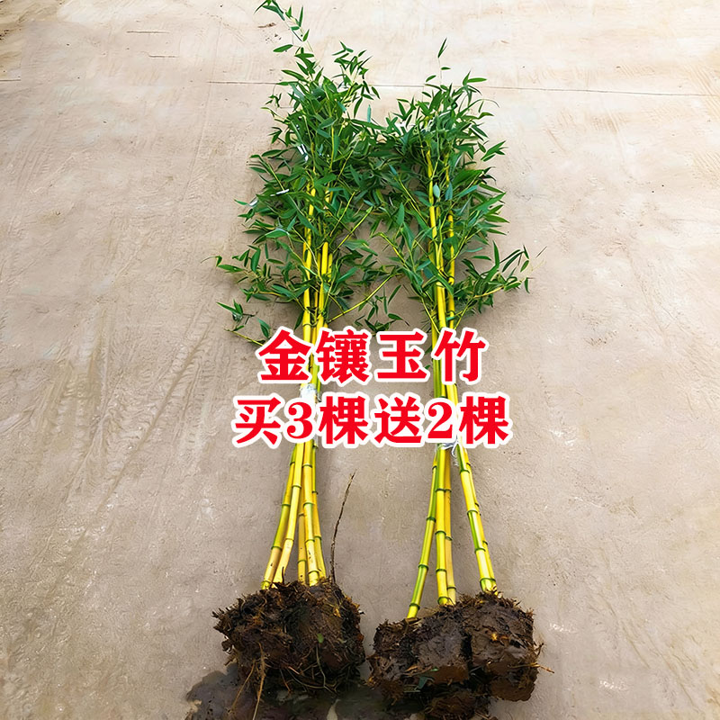 买3送2金镶玉竹黄杆竹庭院竹子苗