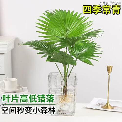 水培植物大扇叶蒲葵盆栽懒人水培植物室内好养办公室观叶绿植盆景