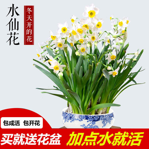 水仙花开价格 水仙花开图片 星期三