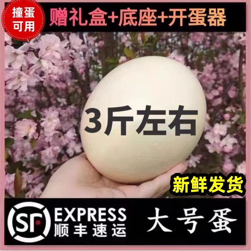 顺丰新鲜可食用鸵鸟蛋巨大号现捡现发大型节日送礼高端食材礼盒装