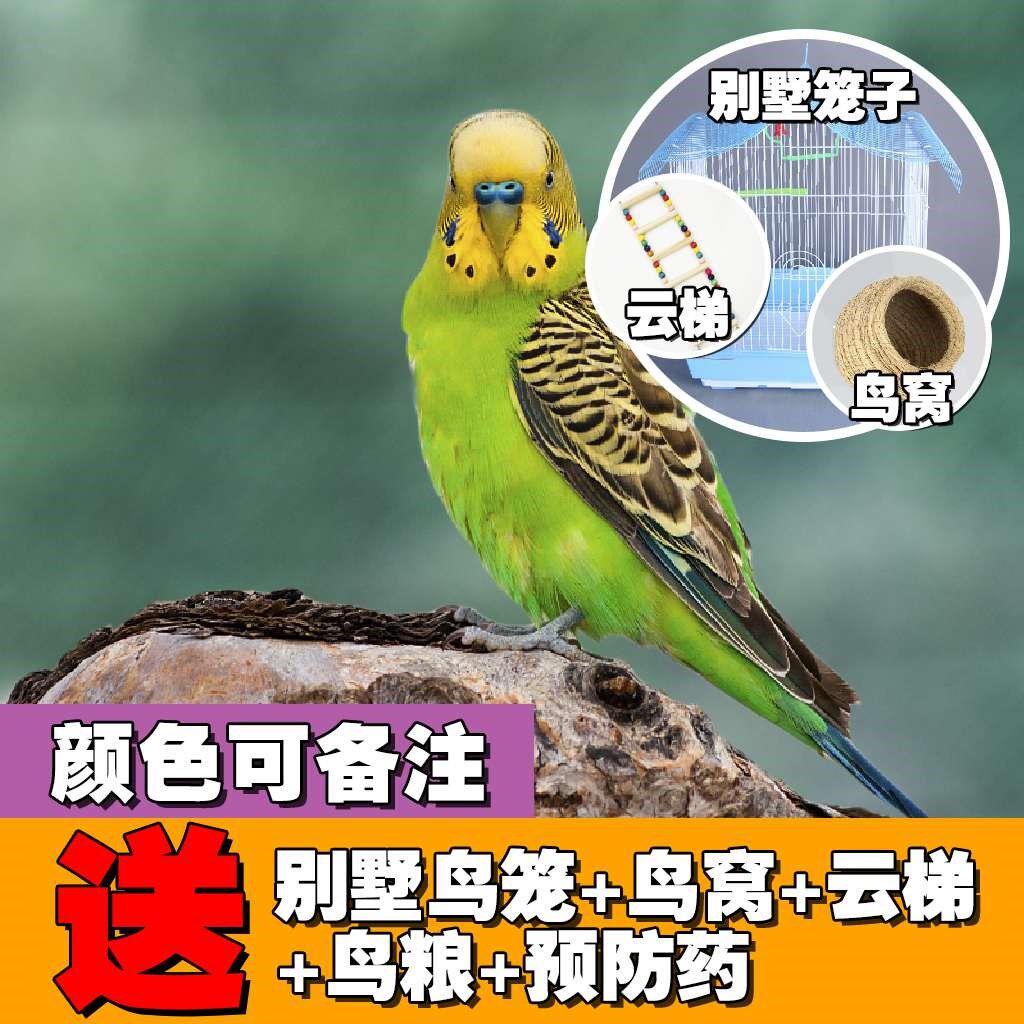 虎皮鹦鹉宠物活鸟已训练会说话成年非幼鸟大头云斑活物送鸟粮鸟.