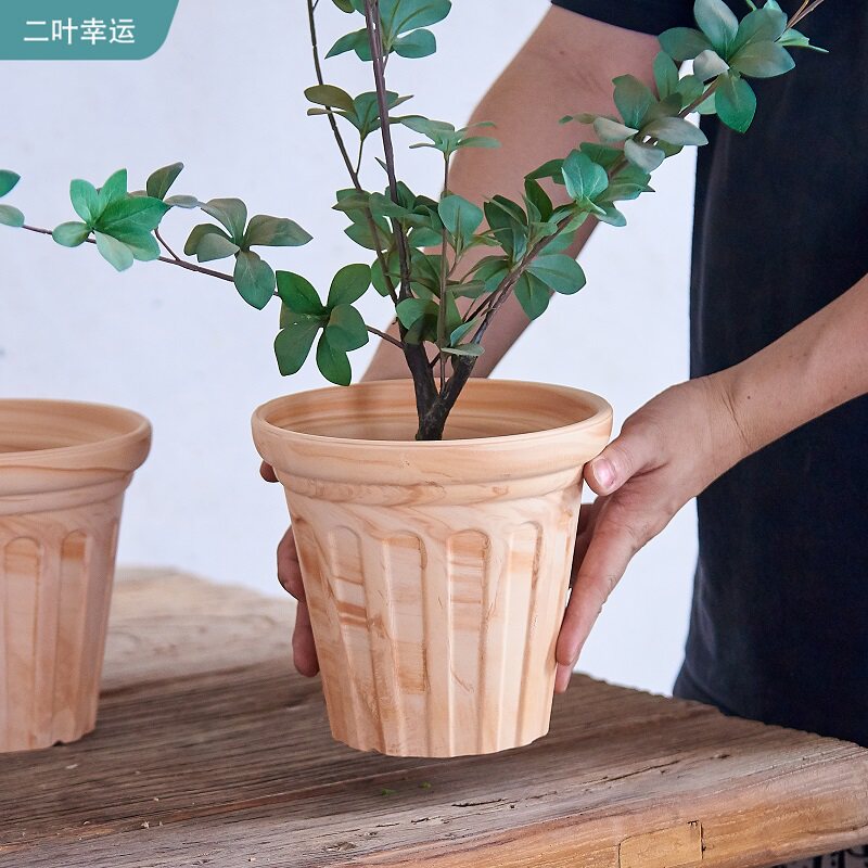 出口欧洲密叶猴彩叶芋罗马花盆