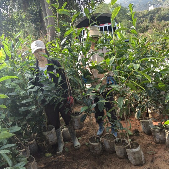 乔木冰岛昔归班章勐库大叶种茶苗普洱茶树苗茶树盆景盆栽老桩绿植