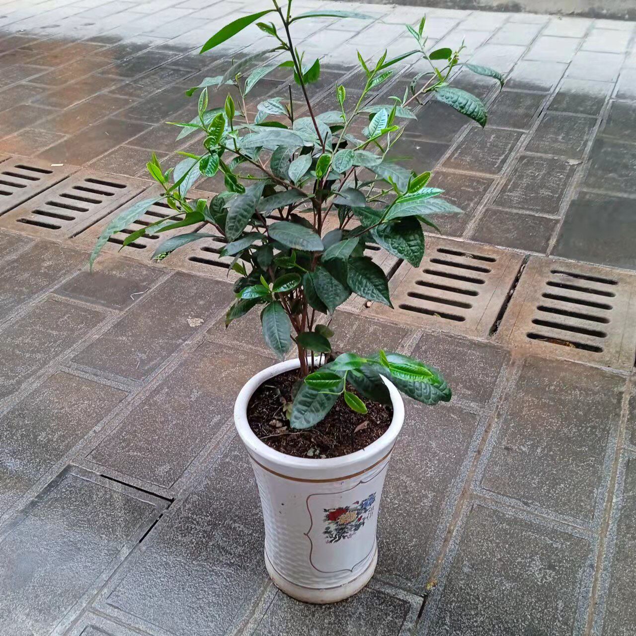 四年乔木冰岛昔归班章大叶种茶苗普洱茶树苗茶果茶籽茶树盆栽盆景