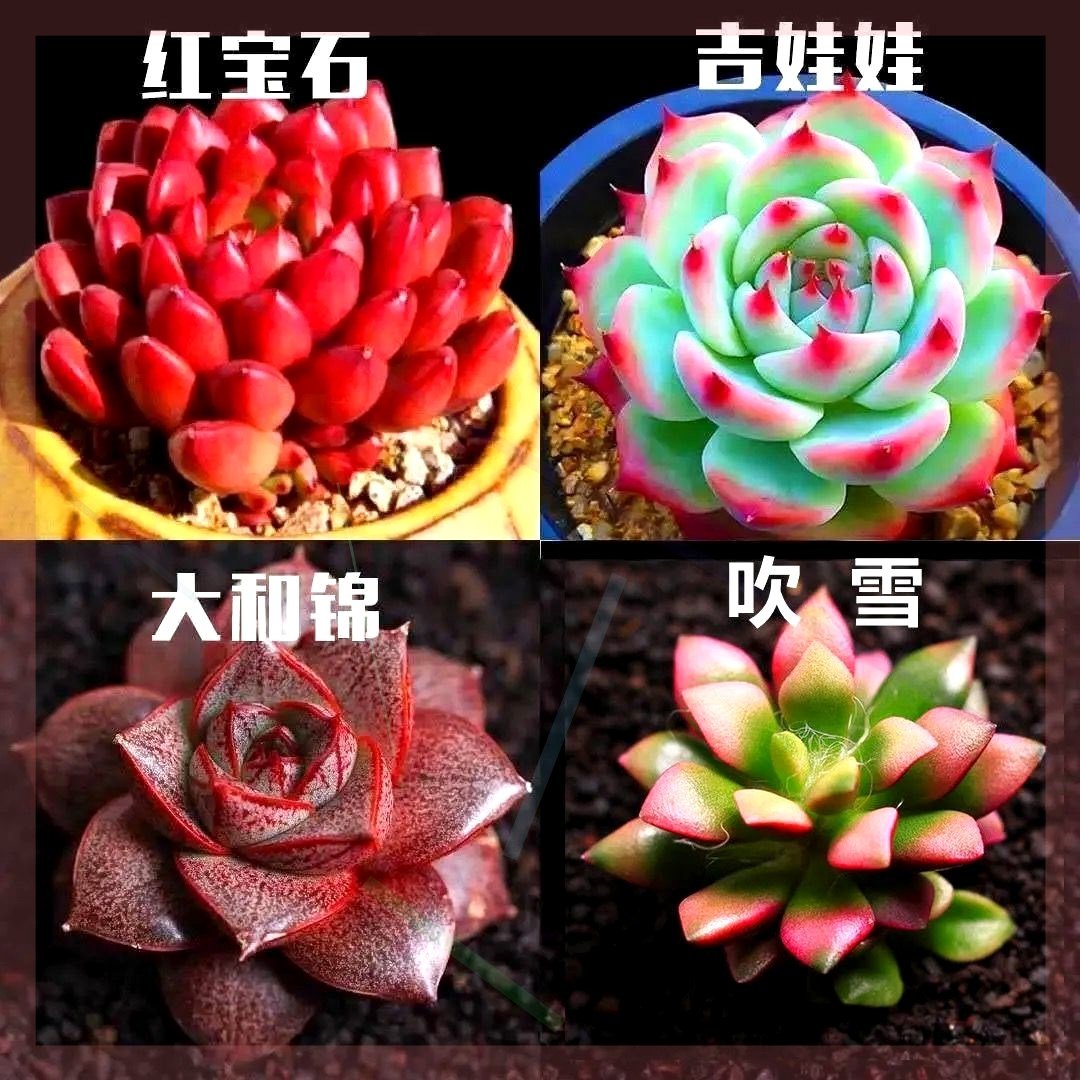 多肉植物玉露精品超大 价格 怎么样 图片