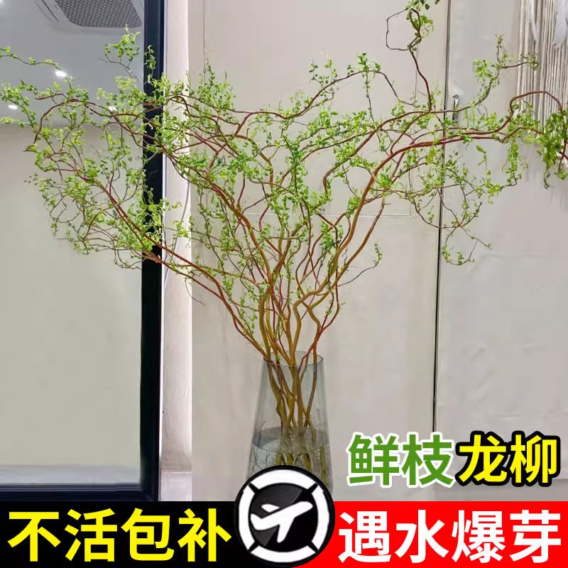 水培植物龙柳鲜枝绿植水培雪柳干支带花苞鲜切花卉室内用吊钟盆栽