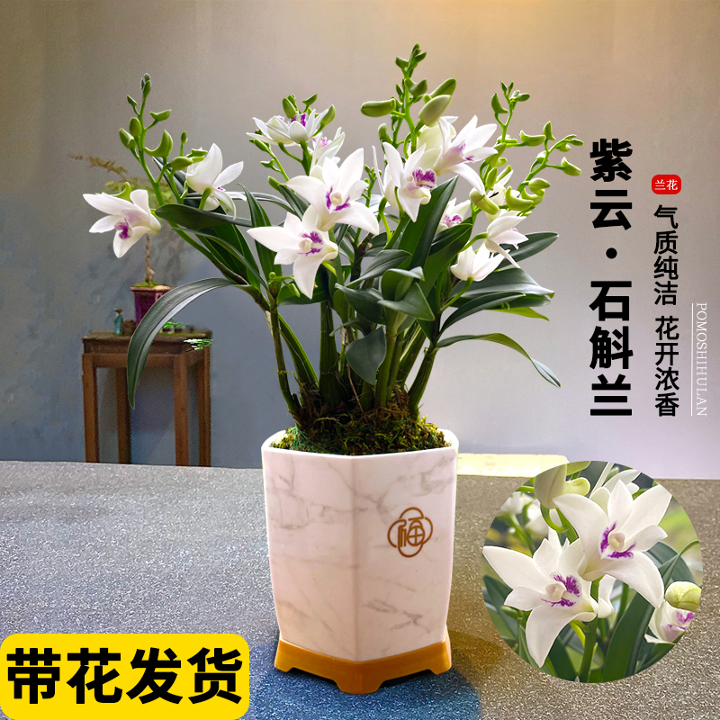 【花开香浓】刘阁兰花紫云泼墨石