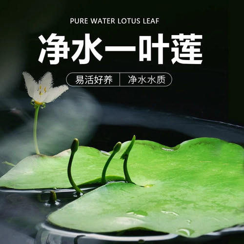 一叶莲浮萍水草水培植物