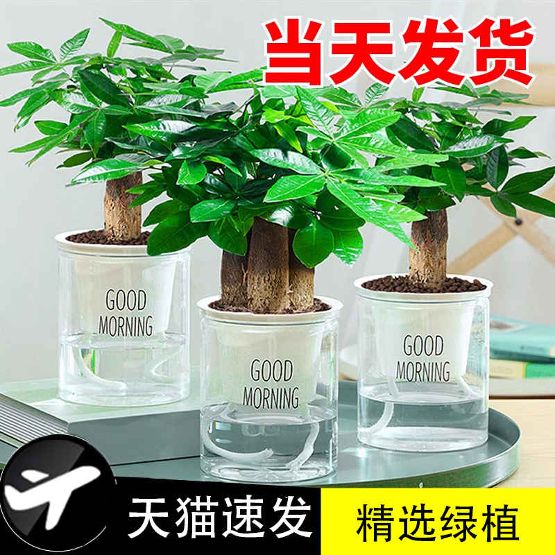 2024新款发财树小盆栽花卉