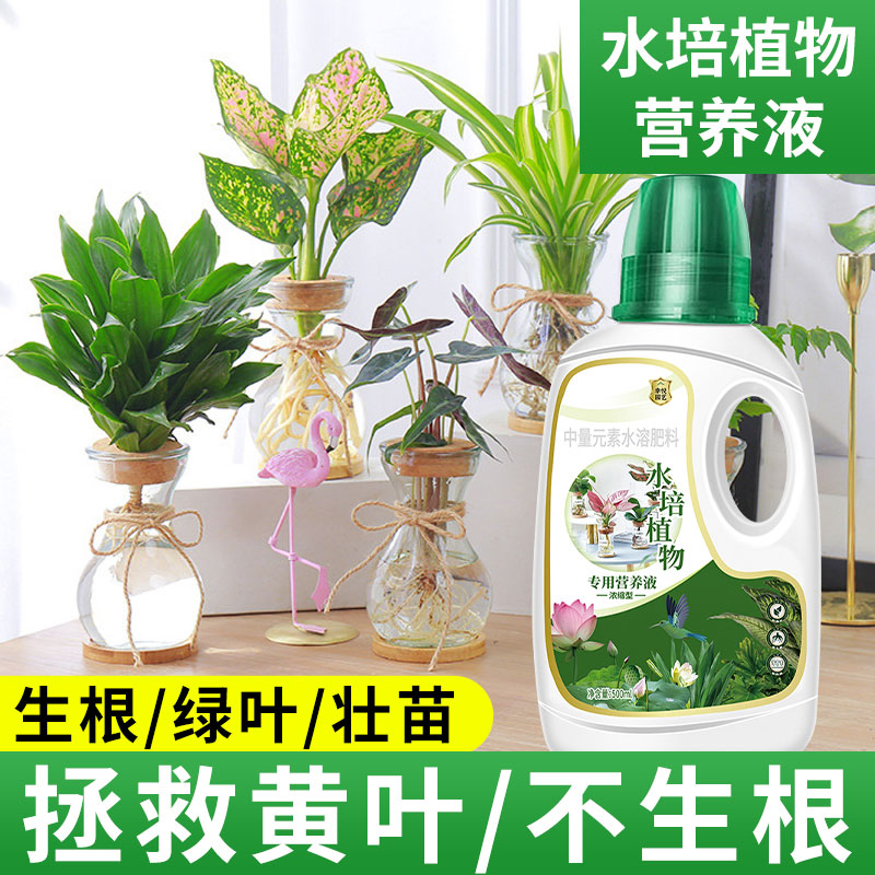 水培植物营养液通用型春羽