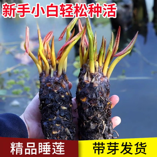 【精品睡莲】轻松种活