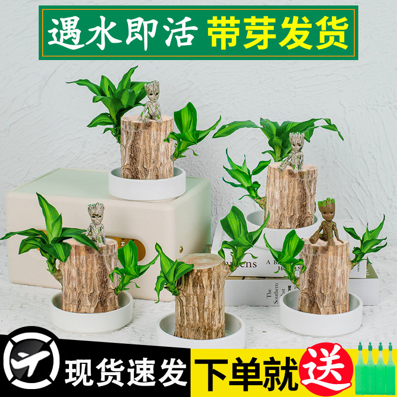巴西木水养幸运木开花绿植室内盆栽水培植物格鲁特小树人四季带芽