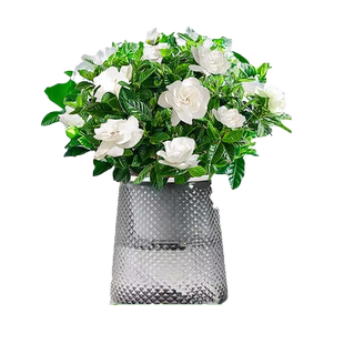 水培植物栀子花盆栽四季带花苞室内茉莉花卉九里香绿植物阳台芳香