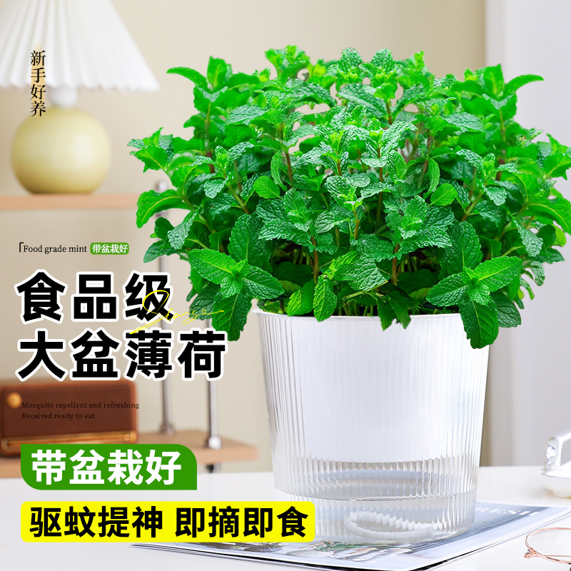 可食用大盆驱蚊绿植猫薄荷叶