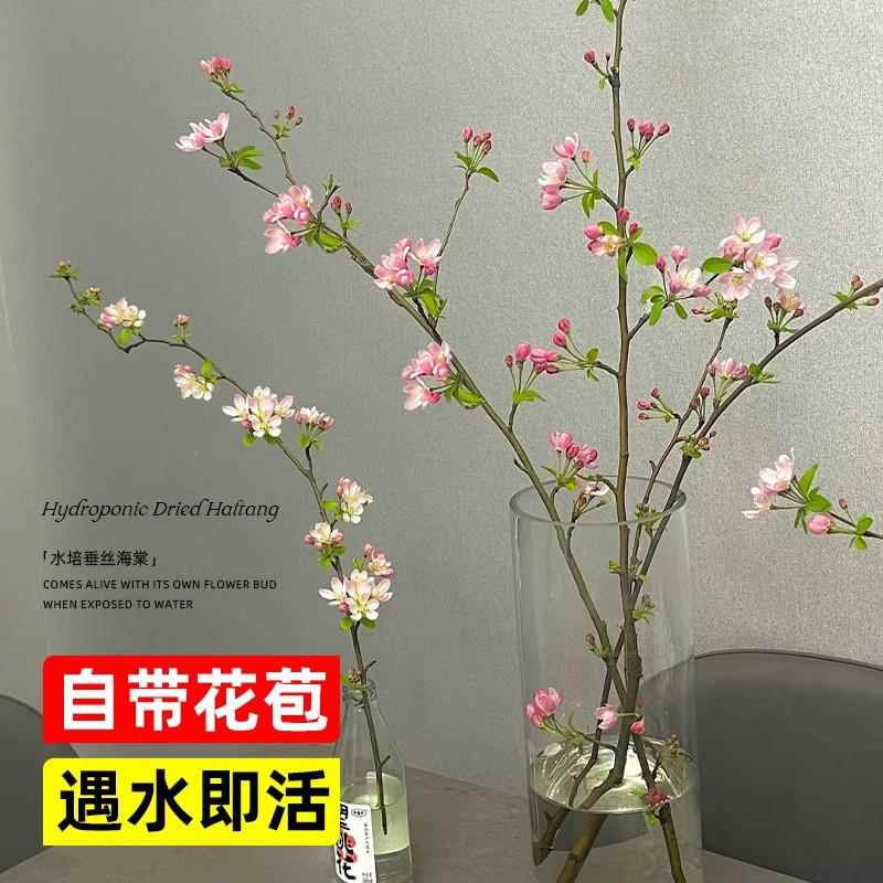 【自带花苞遇水即活】海棠花