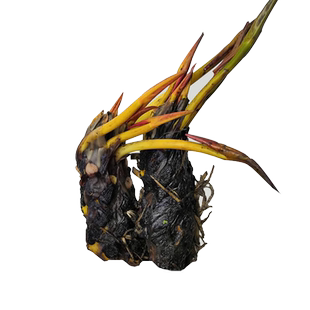 睡莲水培植物带花苞四季水养荷花水莲花盆栽花卉水池塘大睡莲根块