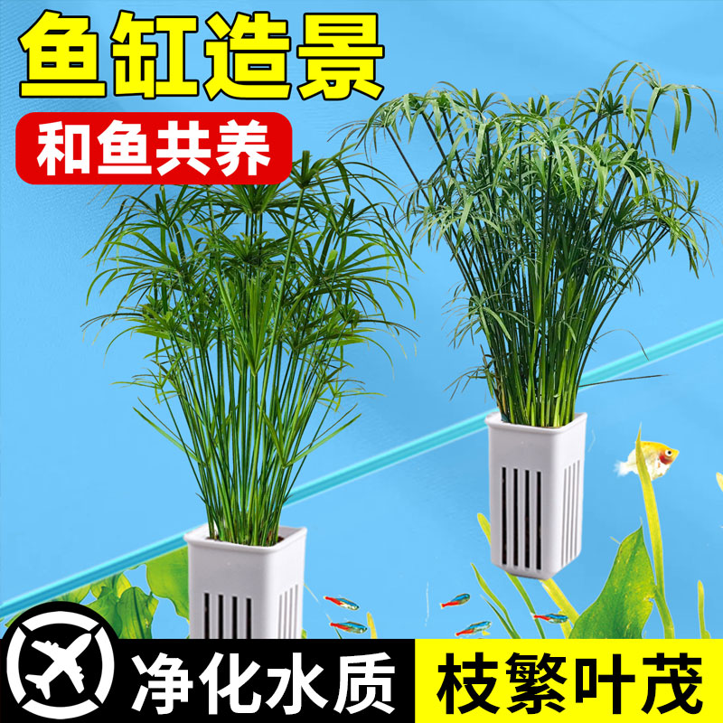 【净化水质】鱼缸专用水竹水培
