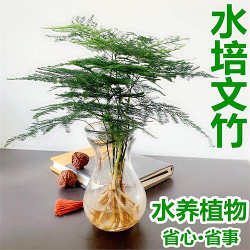 【水培文竹】室内绿植花卉