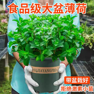 大盆薄荷盆栽可食用大苗室内驱蚊绿植迷迭香四季香草植物猫薄荷叶