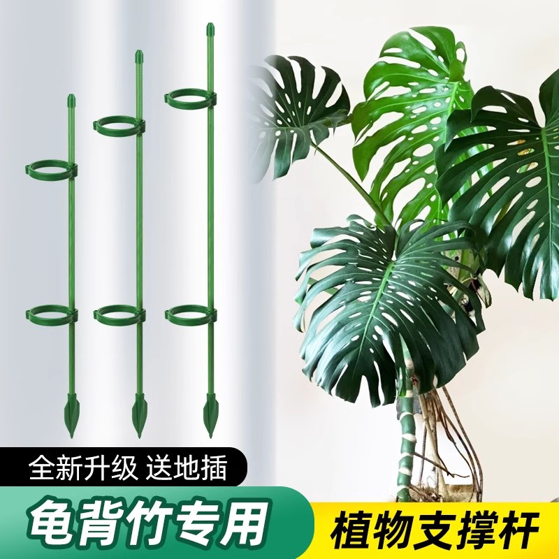 【专用设计】花架子龟背竹支架