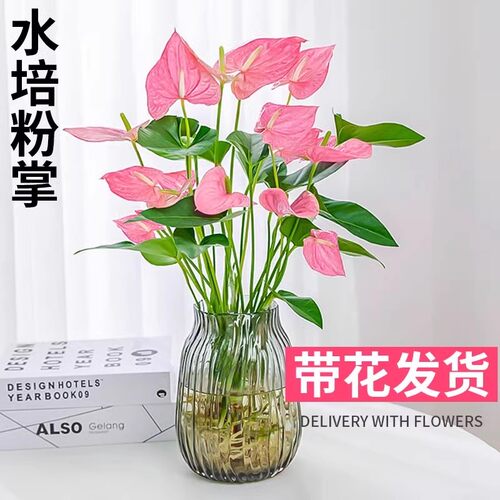 水培植物粉掌盆栽植物