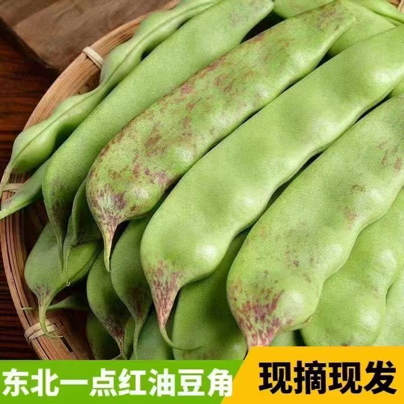 东北一点红油豆角开锅烂新鲜蔬菜九月青豆角宽大面豆角现摘现发顺