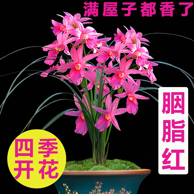 兰花苗春剑胭脂红冬带花苞出售四季开花室内兰花盆栽浓香花卉绿植