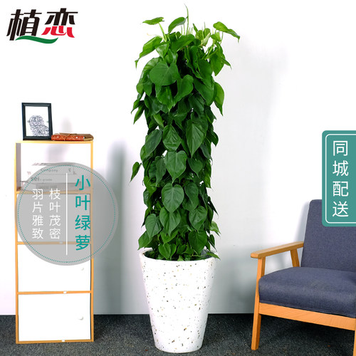 植物心叶藤价格 植物心叶藤图片 星期三