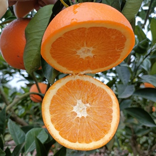 四川邻水脐橙基地现摘现发10斤包邮酸甜适度香味浓郁果肉细腻