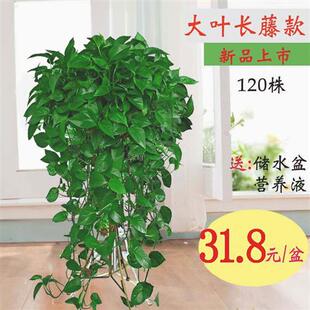 大盆绿萝盆栽室内特大垂吊客厅绿箩长藤款 家用除甲醛吊兰新房植物