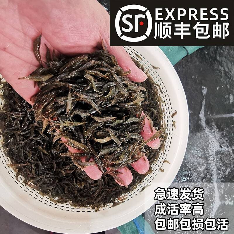 黑壳虾冷水清洁垃圾除藻攻击观赏虾草缸水族鱼缸造景乌龟饲料活体