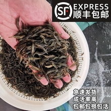 黑壳虾冷水清洁垃圾除藻攻击观赏虾草缸水族鱼缸造景乌龟饲料活体