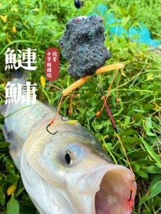 十字胶管鲢鳙钩菜枯菜粕饼湖南川井钓具水库花白麻鲢海竿防缠钓组