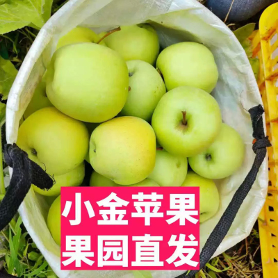 正宗阿坝州小金苹果 小金县青苹果 酸甜脆 自家果园小金产地直发