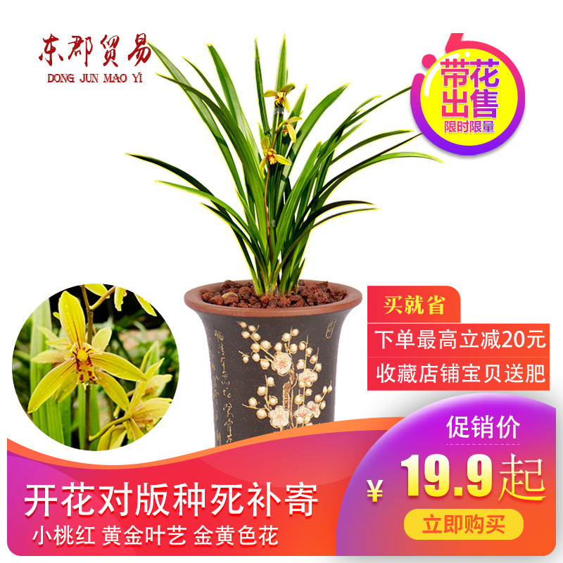 金边建兰系列兰花苗四季兰花苗 小桃红 兰花苗带浓香花苞品种大全