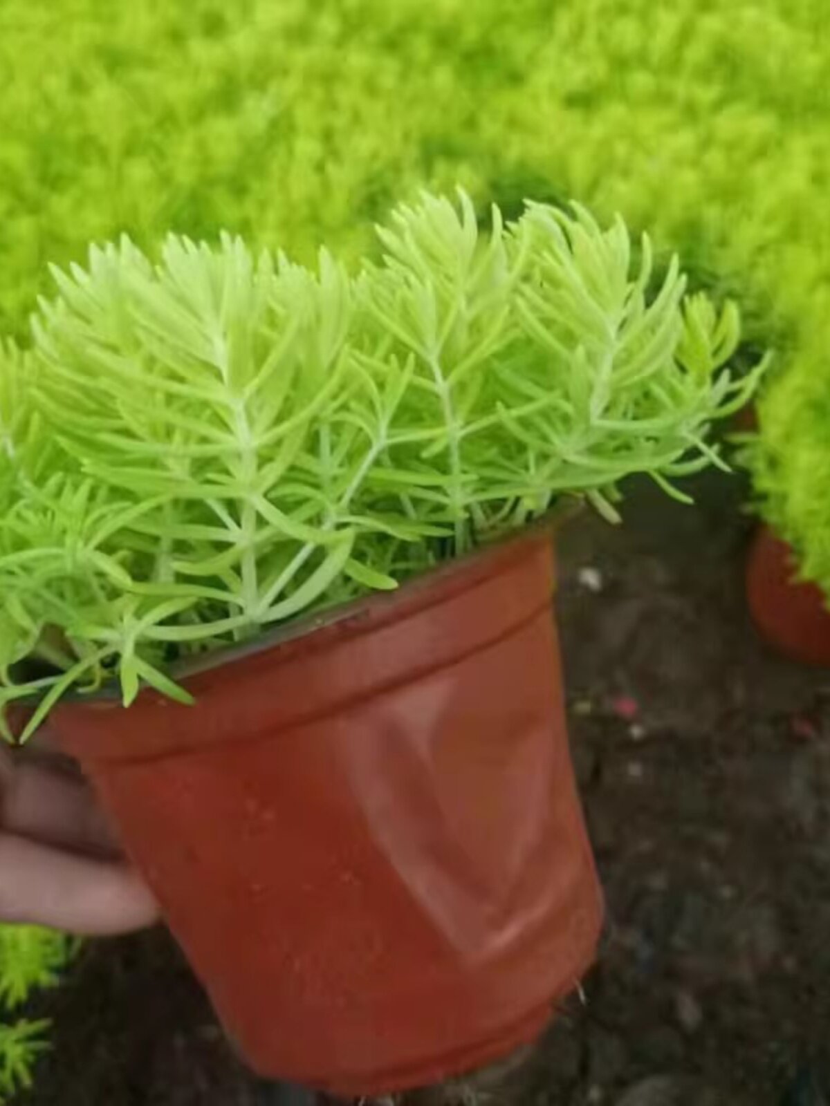 黄金佛甲草盆栽夏季耐热可暴晒耐寒四季常绿地被植物庭院假山造景