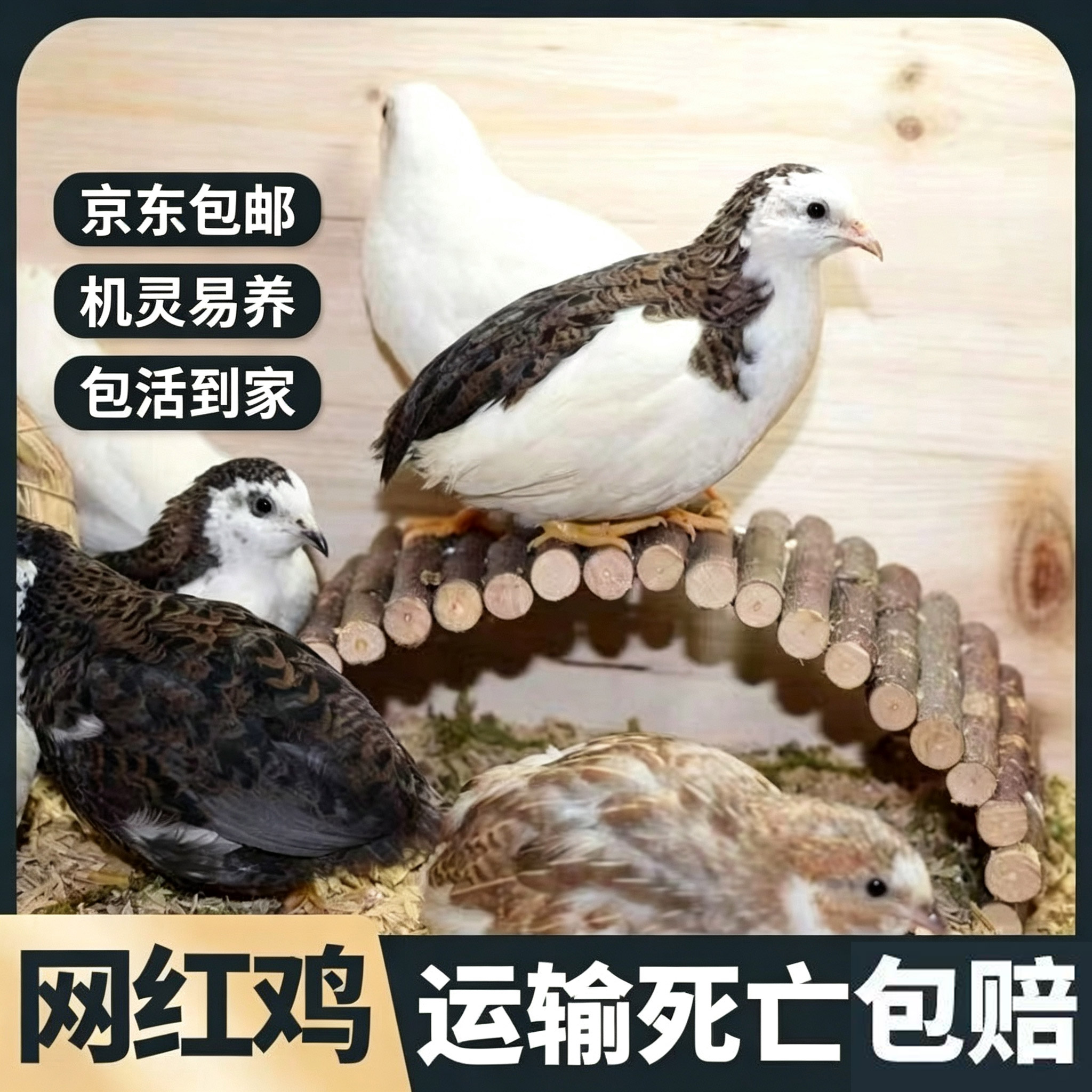 京东包邮 网红芦丁鸡宠物鸡活物观赏鸡活体迷你卢丁50-60天青年鸡