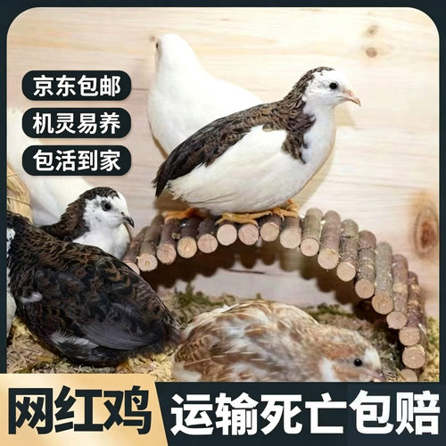 京东包邮 网红芦丁鸡宠物鸡活物观赏鸡活体迷你卢丁50-60天青年鸡