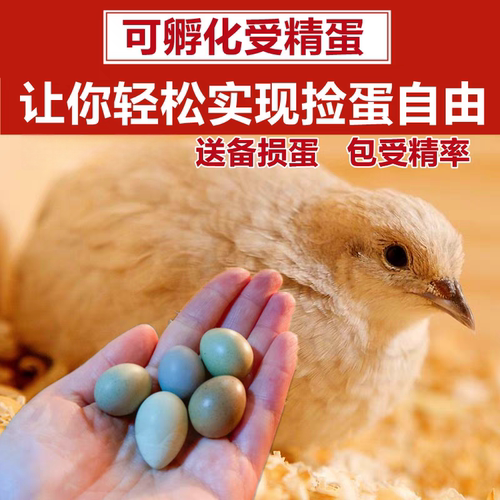 芦丁鸡蛋受精蛋种蛋受精卵可孵观赏活物宠物鸡变异纯白家养礼服鸡