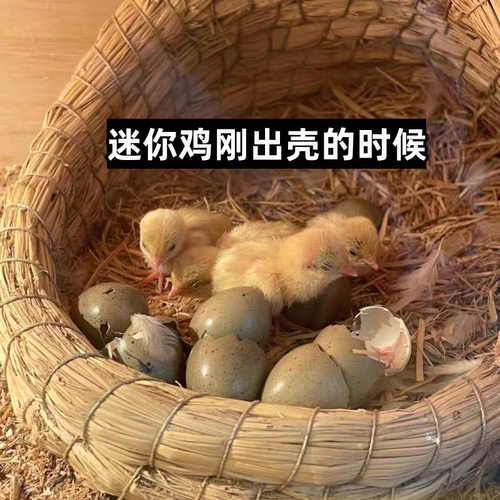 宠物芦丁鸡受精蛋可孵化网红迷你鸡蛋纯白礼服德系卢丁鸡蛋受精卵