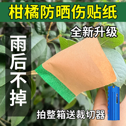 柑橘果树防晒贴纸橘子太阳果贴纸