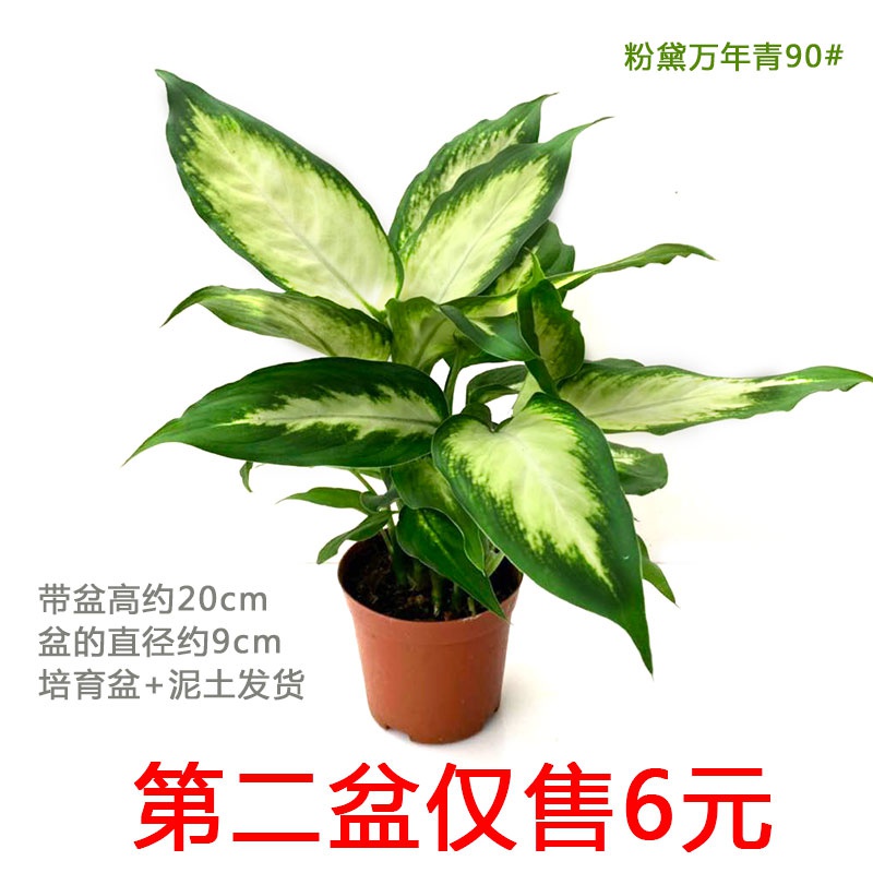 植物绿色万年青多少钱 植物绿色万年青优惠券免费领取 有条鱼 植物绿色万年青多少钱 植物绿色万年青优惠券免费领取 有条鱼