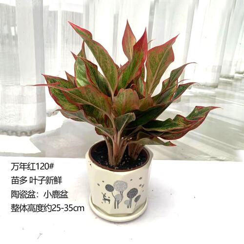 万年青花价格 万年青花图片 星期三