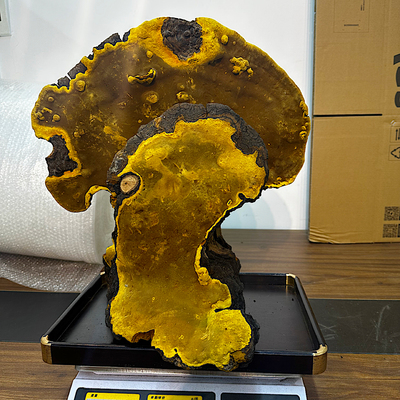 桑黄西藏野生桑树桑黄墨脱桑黄察隅波密桑黄灵芝高货链接