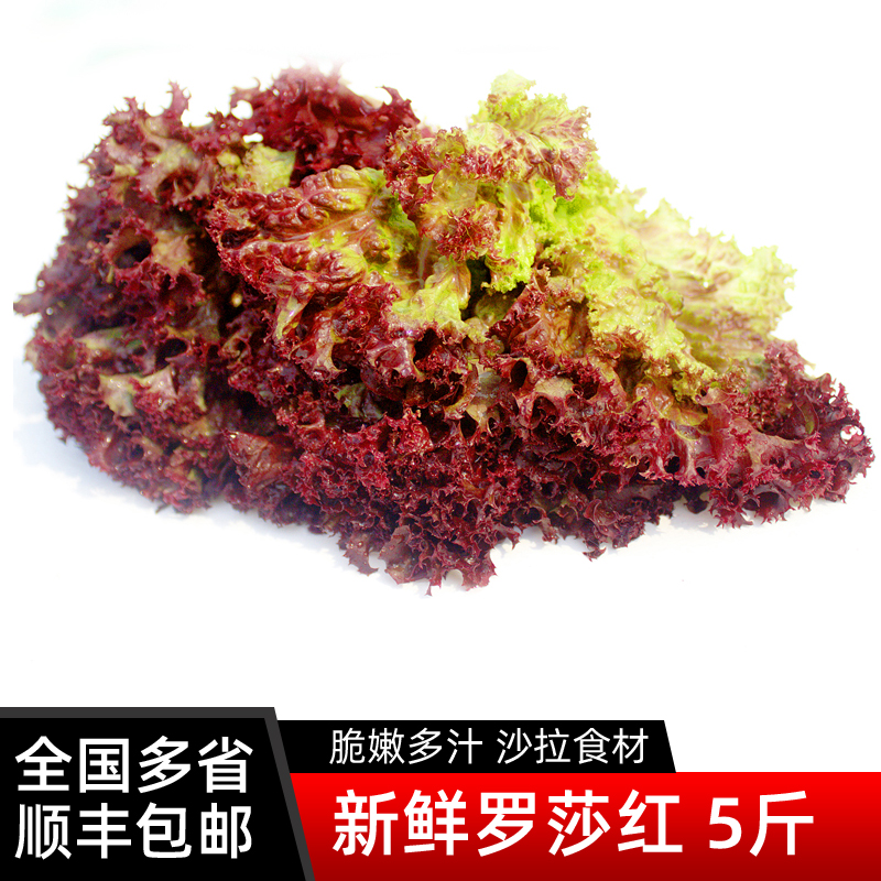 罗莎红5斤 红叶生菜新鲜蔬菜沙拉食材西餐罗沙红紫叶生菜顺丰包邮