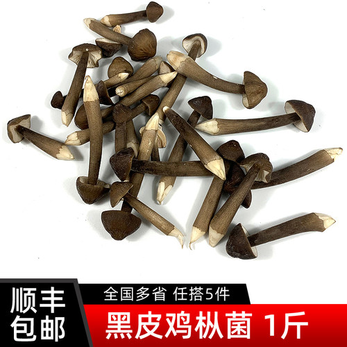 新鲜黑皮鸡枞菌500g 菌菇长根蘑菇荔枝菌鸡棕菇 煲汤食材 5件包邮