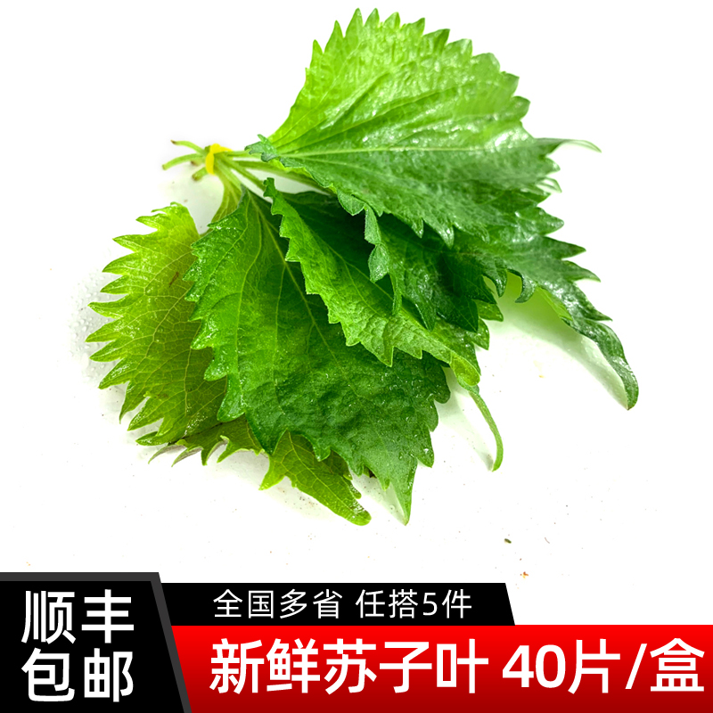 新鲜苏子叶1盒40片 大叶绿紫苏叶 烤肉伴侣去腥烧烤食材5件包邮